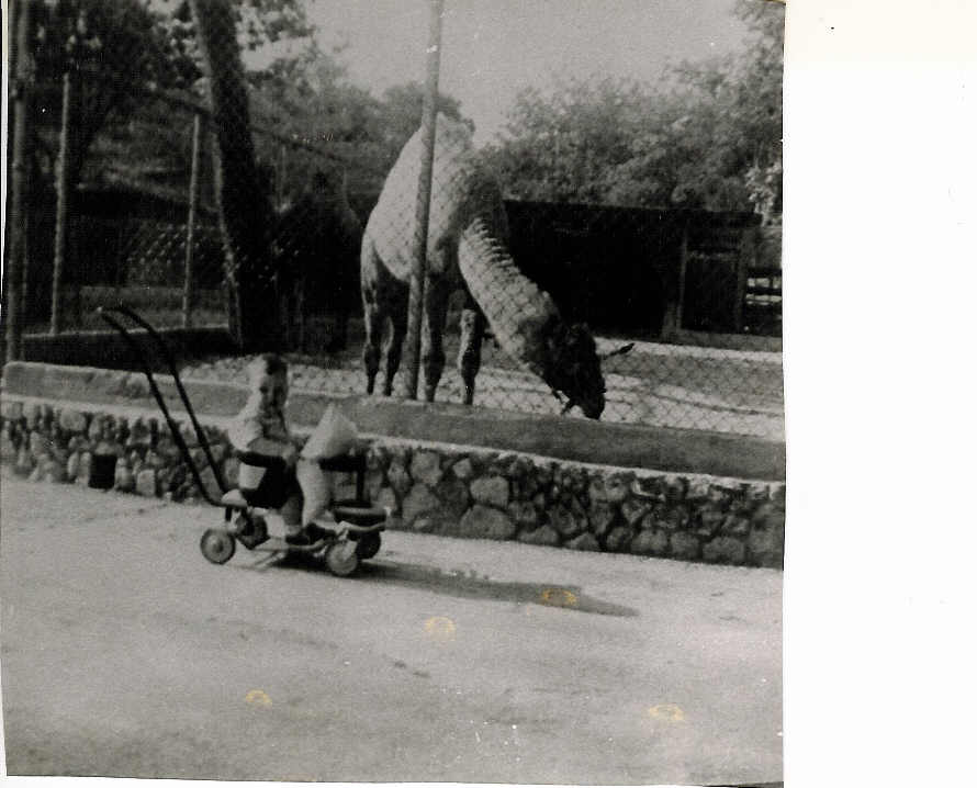 Not sure what zoo this is.