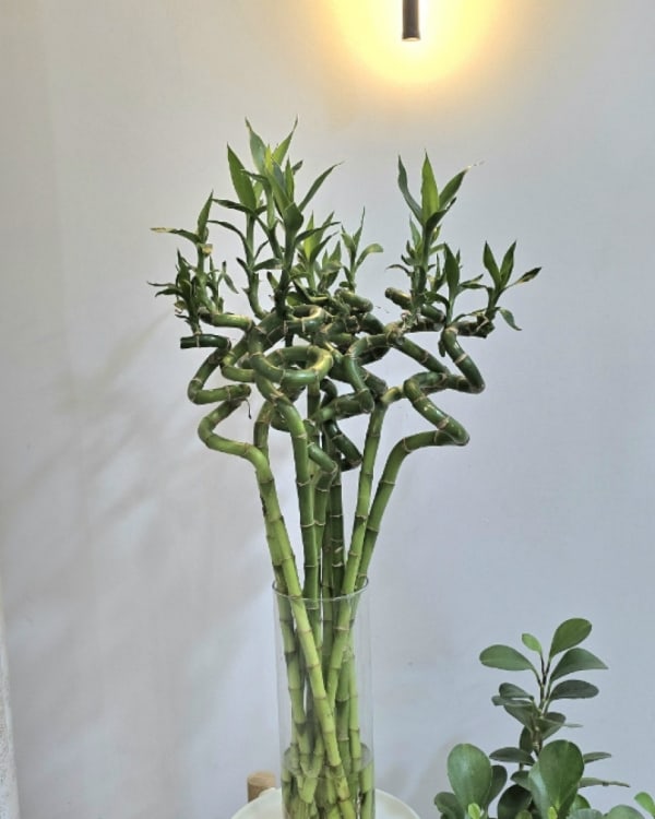 thuja toom Junior Giant Thuja Tree | 1-2 ft