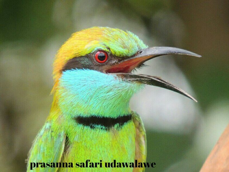 Round-trip Ella to Udawalawe Safari with Personal Car & Meals