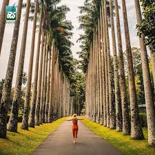 Royal Garden - Peradeniya