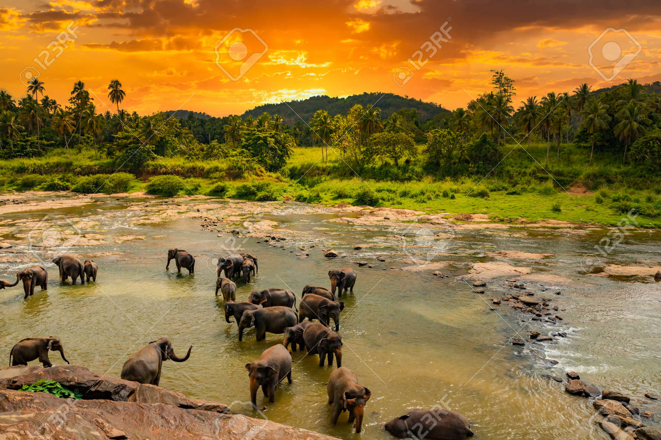 Elephant Orphanage - Pinnawala