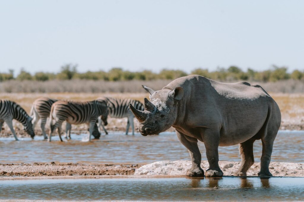 Pilanesberg Nature Reserve & Lion & Rhino Park Private Tour