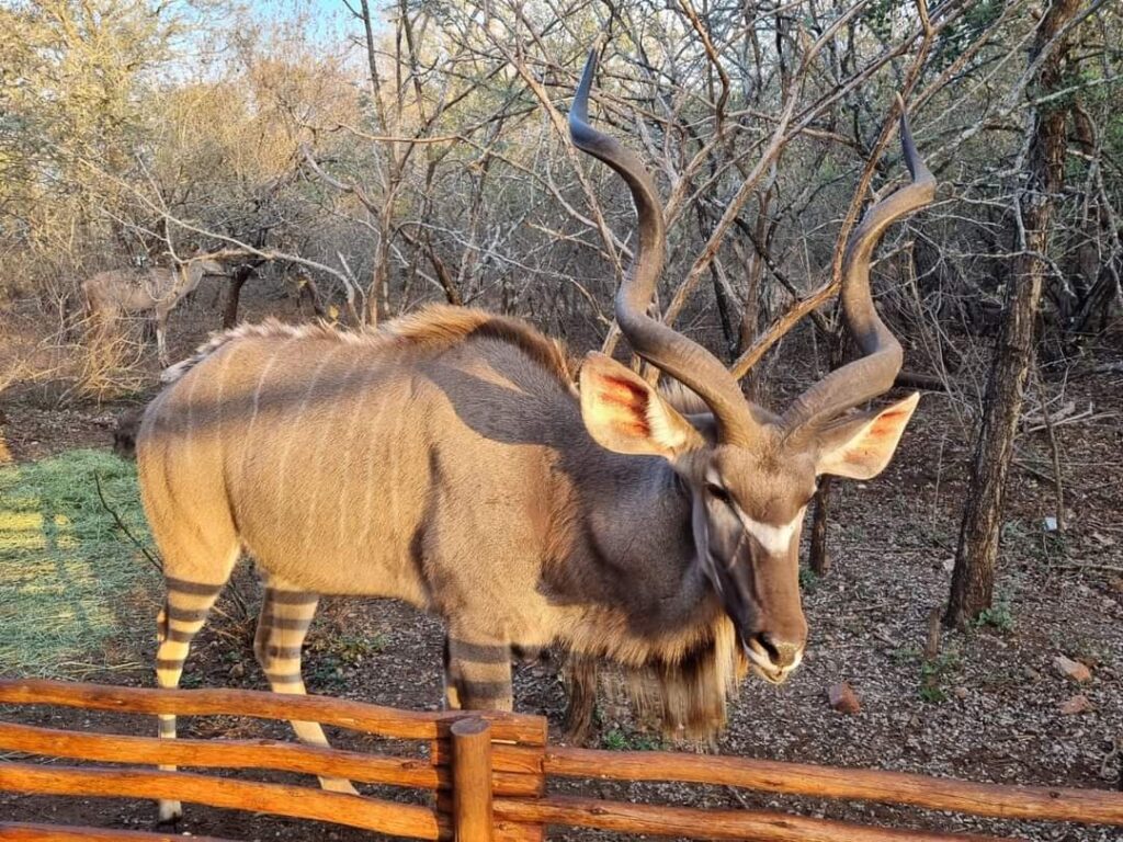 1-Day Safari from Johannesburg – Pilanesberg National Park
