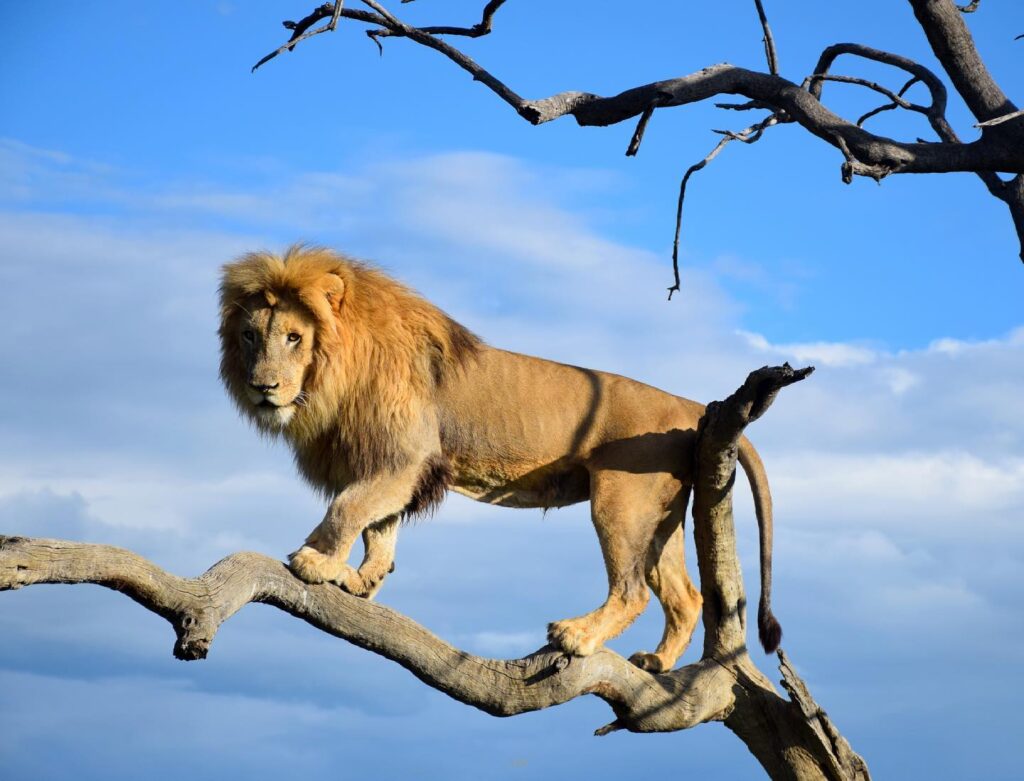 Private Ultimate Pilanesberg Safari from Johannesburg