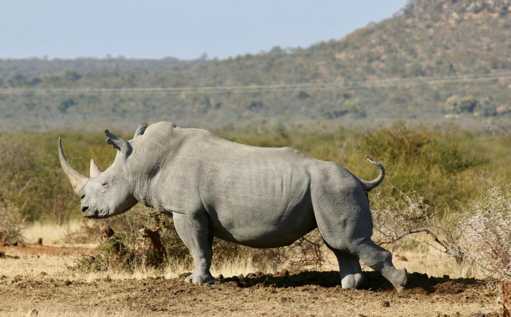 Rhino and Lion Park Half-Day Safari from Johannesburg
