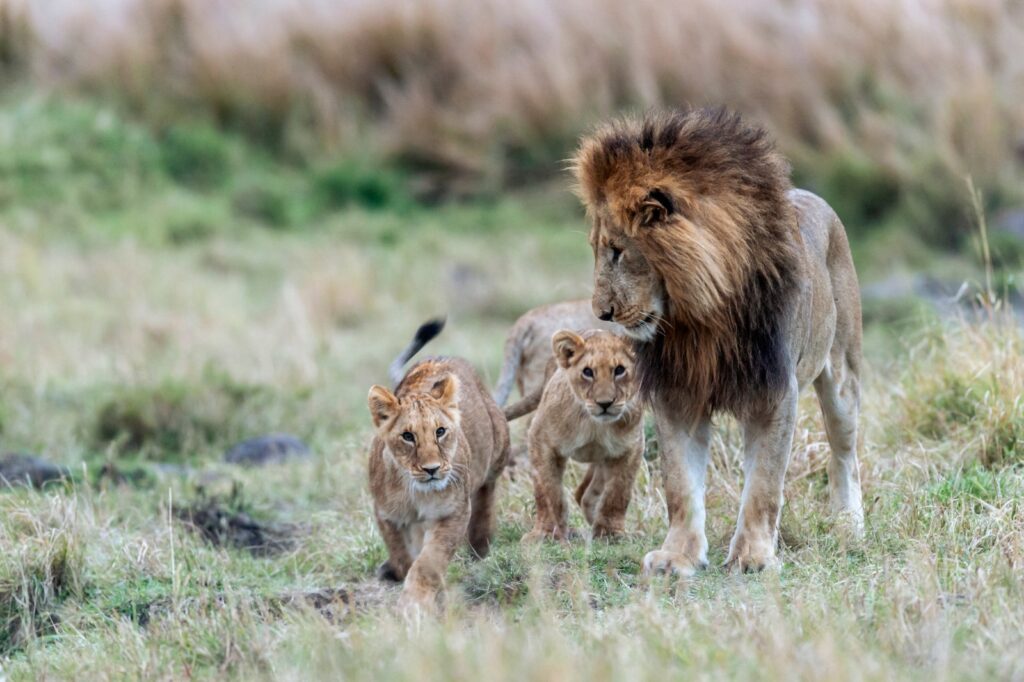 Two-Day Kruger National Park Safari from Johannesburg