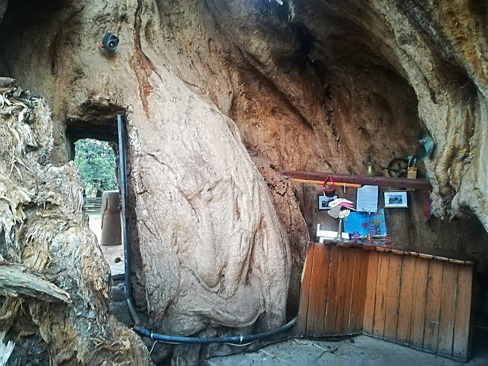 Timeless Wonders: A Journey to South Africa’s Iconic Sunland Baobab