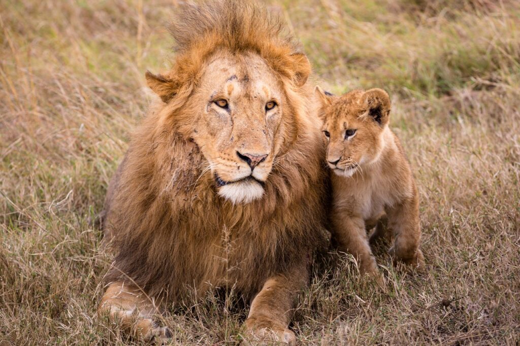 Captivating Safari Lion Park Experience (Half-Day Guided Tour)