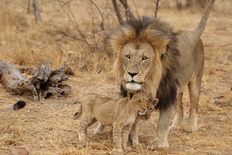 Half-Day Lion Park Tour from Johannesburg or Pretoria