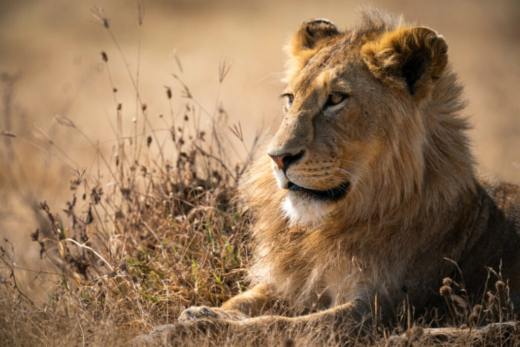 Lion and Safari Park Experience