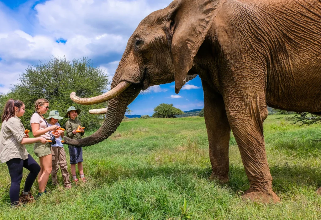 Glen Afric: Safari Experience