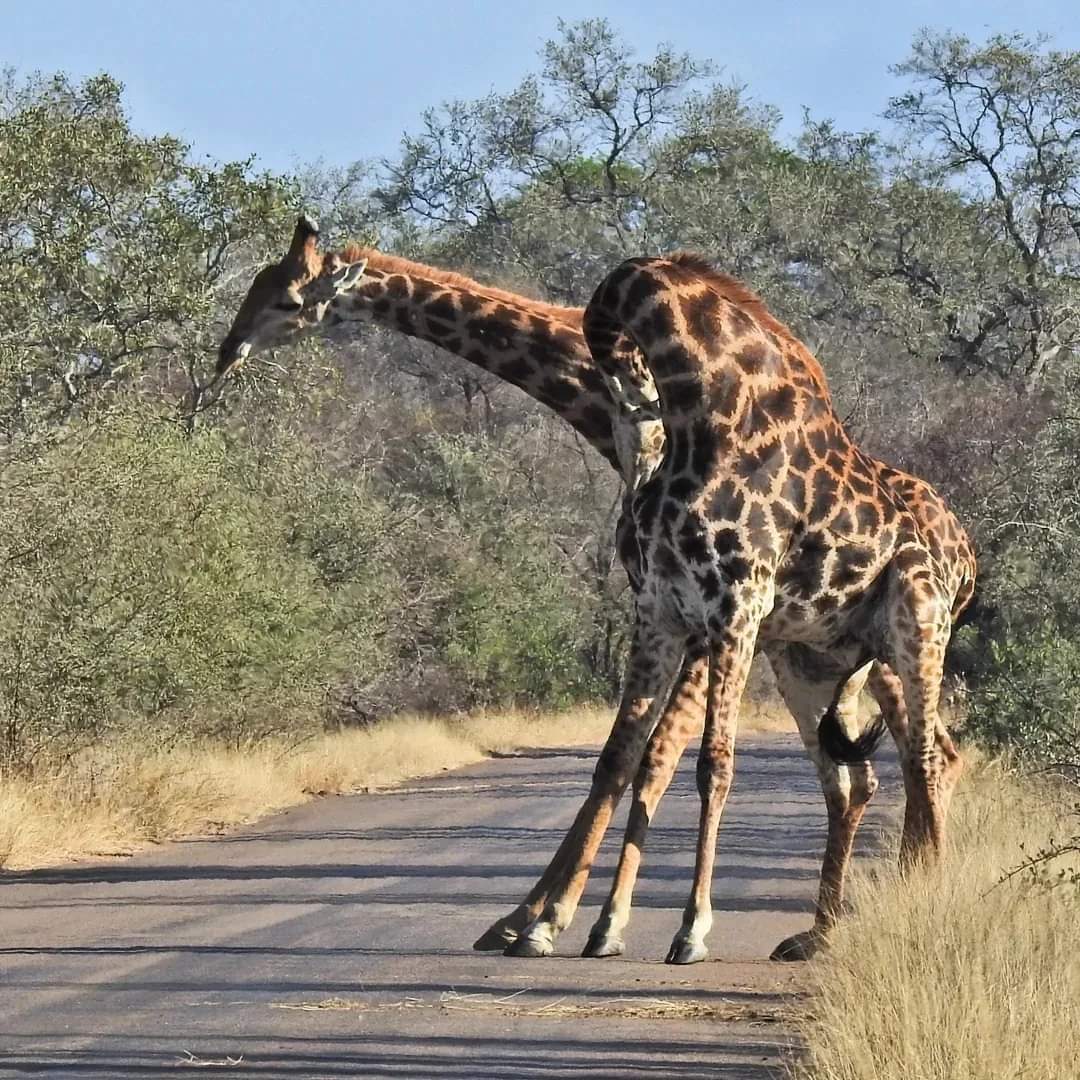 PILANESBERG NATIONAL PARK SAFARI, BIG 5 FULL DAY