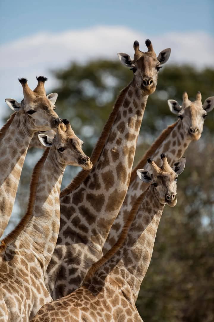 CRADLE OF HUMANKIND TOUR WITH LION SAFARI FROM JOHANNESBURG