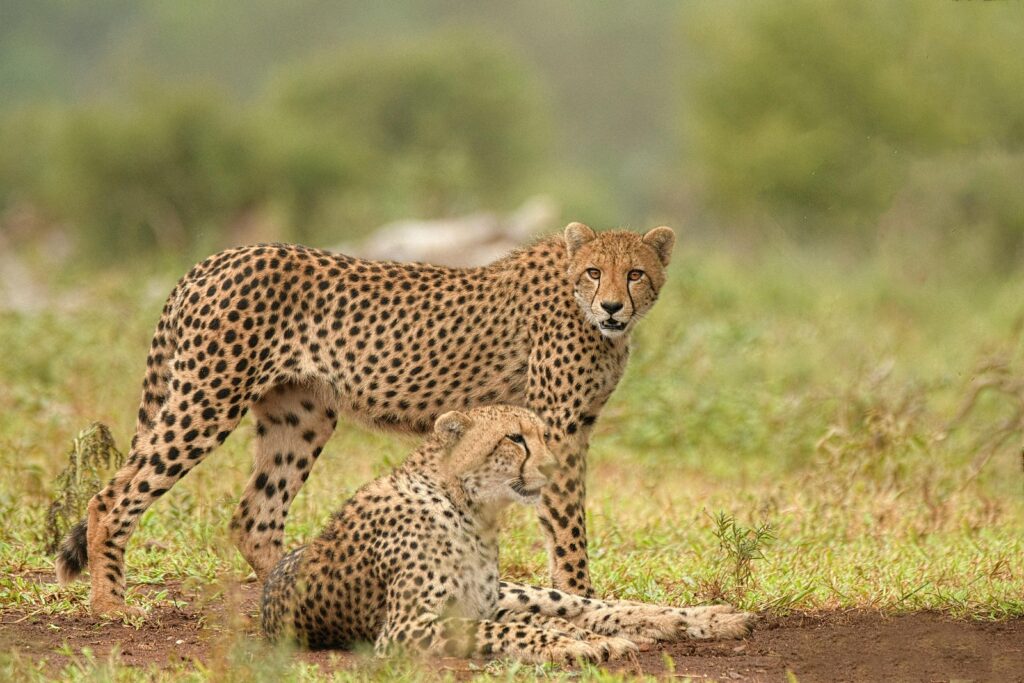 LESEDI CULTURAL VILLAGE AND LION MINI SAFARI