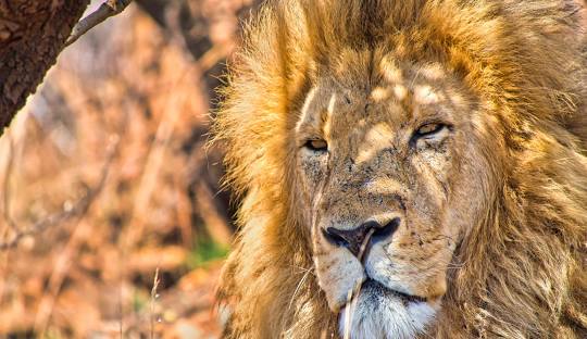 4 DAY KRUGER NATIONAL PARK TOUR