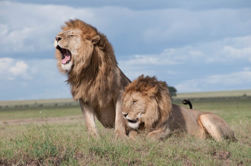Half Day Lion Park tour from Johannesburg or Pretoria