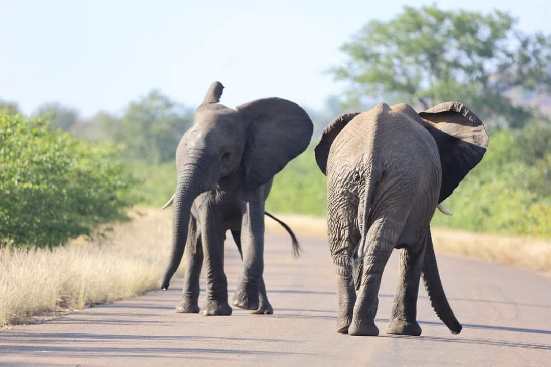 Two day Kruger National Park Safari from Johannesburg