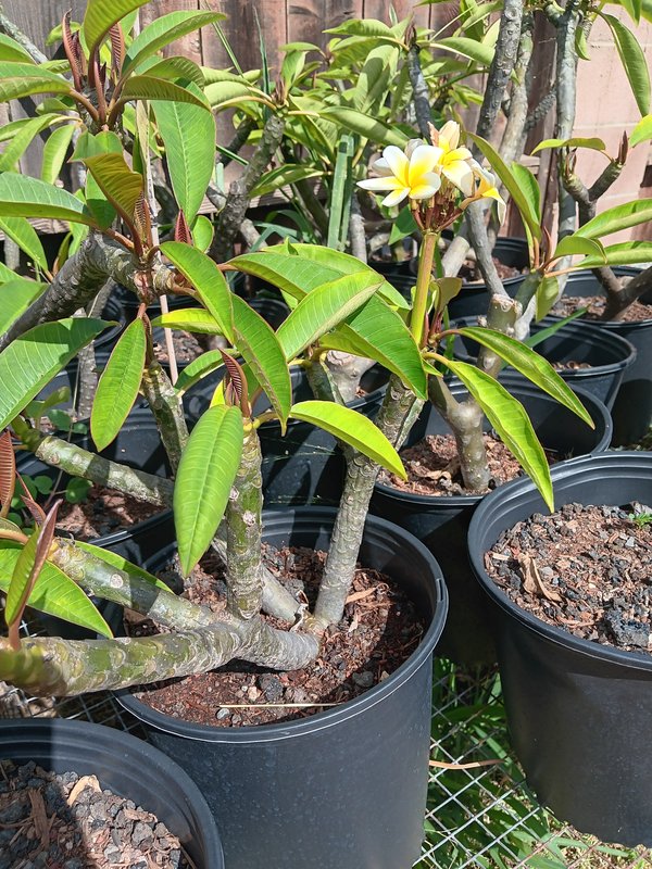 Plumeria 