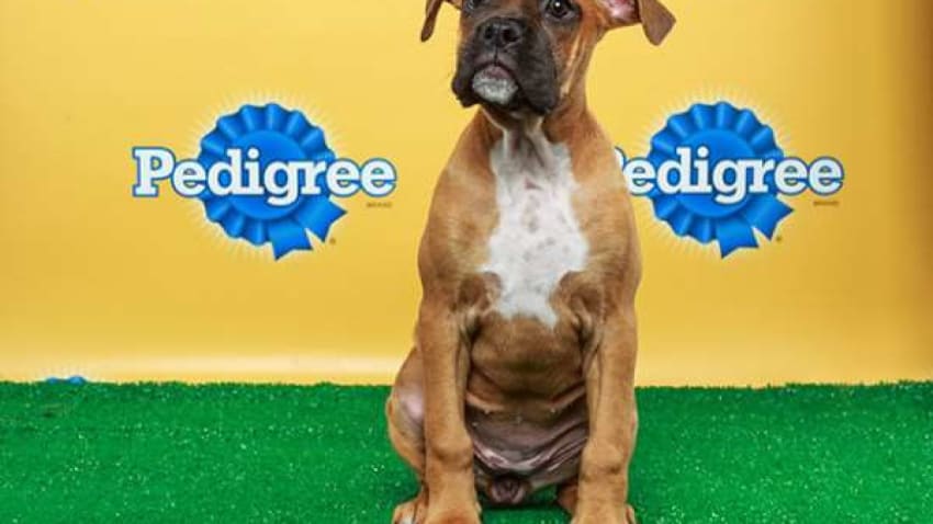 moe. Guitarist Al Schnier Wrote Puppy Bowl Music