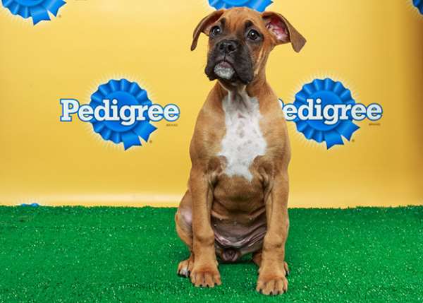 moe. Guitarist Al Schnier Wrote Puppy Bowl Music