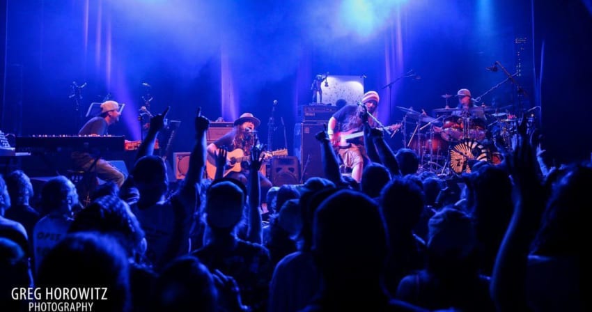 Twiddle Fox Horowitz Crop