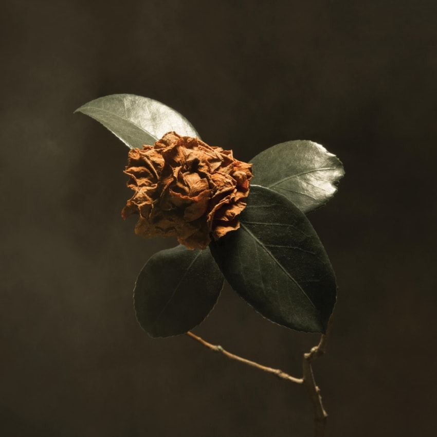 Young Sick Camellia Cover Art