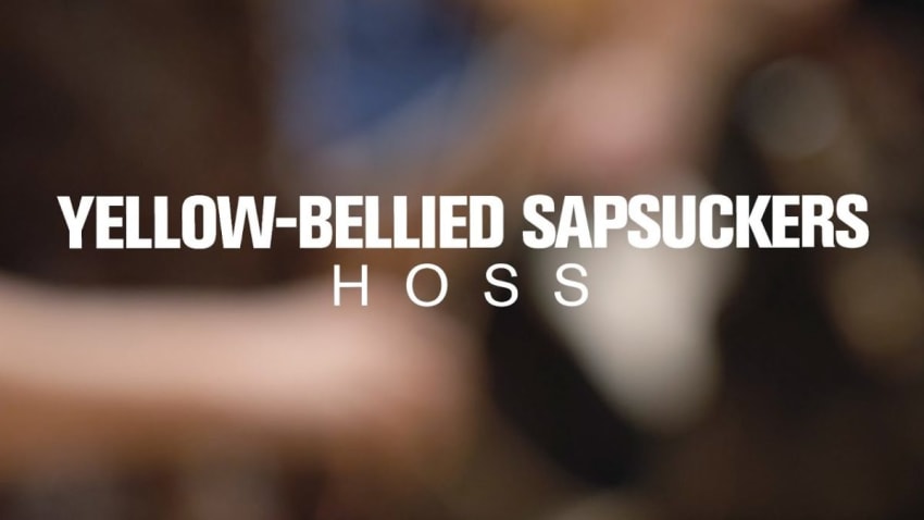Yellow-Bellied Sapsuckers - Hoss (Live at Radio Heartland)