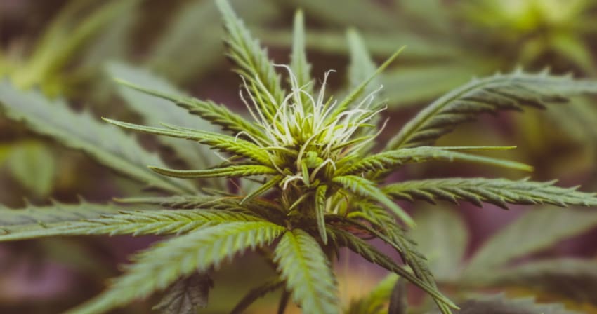 Hemp