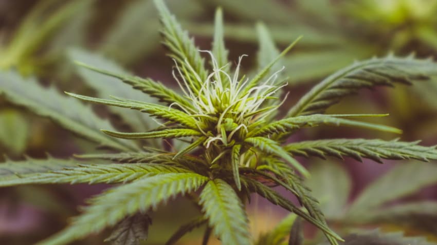 BCI Mother's Day Sale: 50% Off Full-Spectrum CBD + An Additional $5 Off For JamBase's Audience