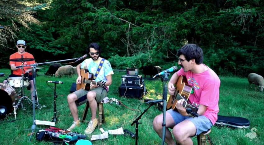 Goose Acoustic Sheep Pasture