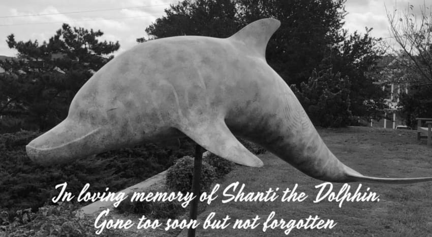 Kendall Street Company Shanti The Dolphin Animated Video