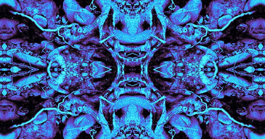 CATS Grateful Dead Neal Casal