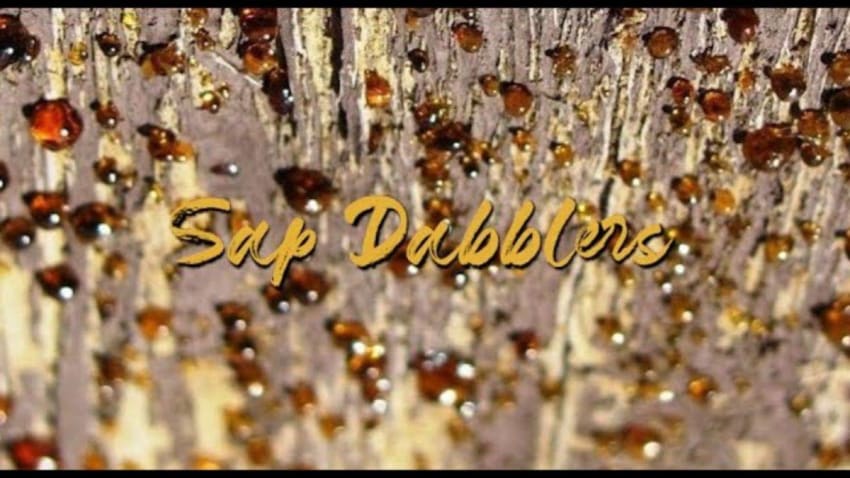 Sap Dabblers - Wrecking Ball Live Stream Fundraiser - 8/2/2020