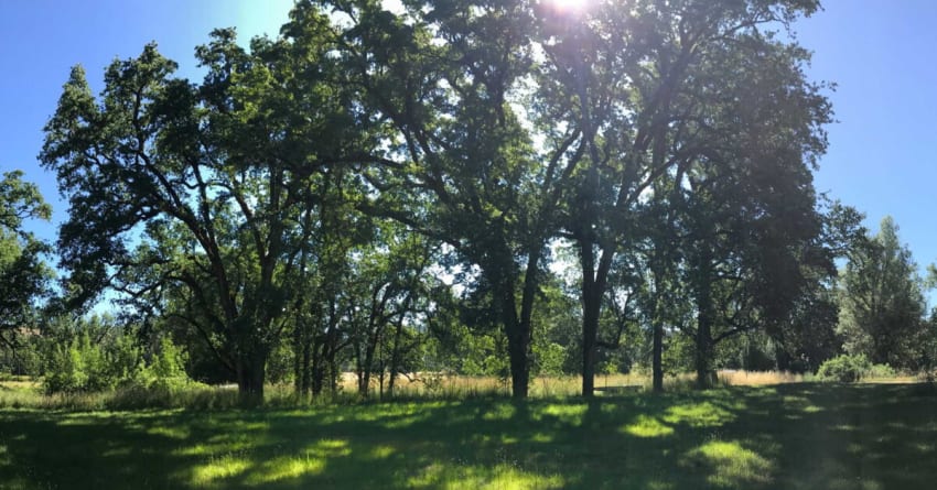 Black Oak Farm