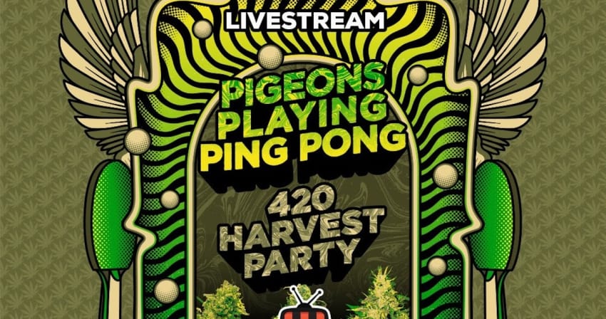 Pigeons Playing Ping Pon 420 Harvest Party