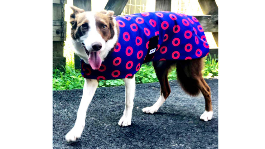 snugpups-donut-contest-featured