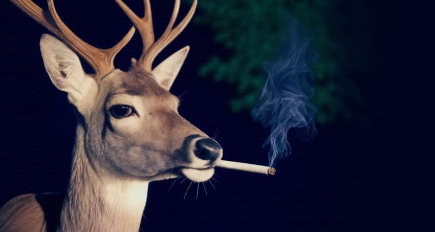Keller Williams Deer Album Cover crop