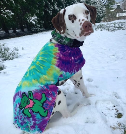 Snugpups Grateful Dead Dog Coats Now Your Pup Can Be A Deadhead Too