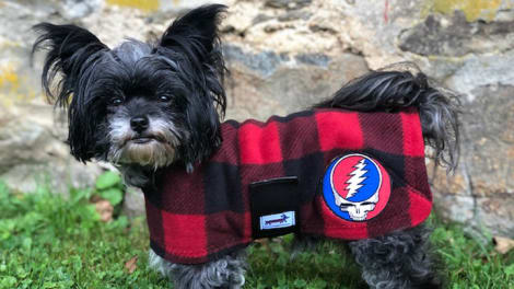 grateful dead dog sweater