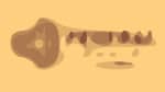Federal Music