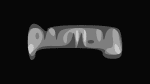 Pantera
