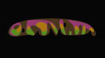 Germination Festival