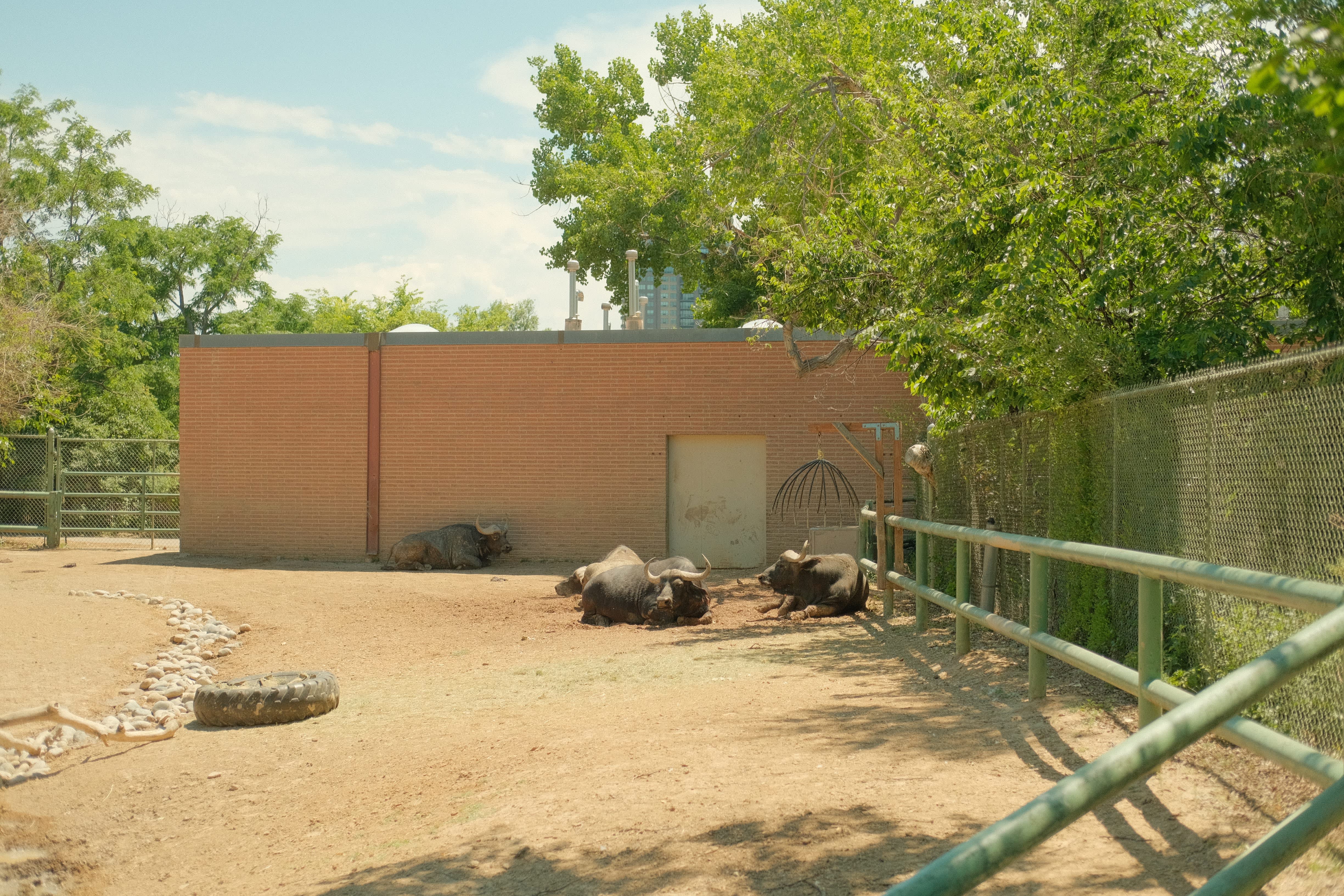 A fenced outdoor enclosure with a dirt path, surrounded by lush greenery and trees, where several buffalos can be seen resting on the ground.