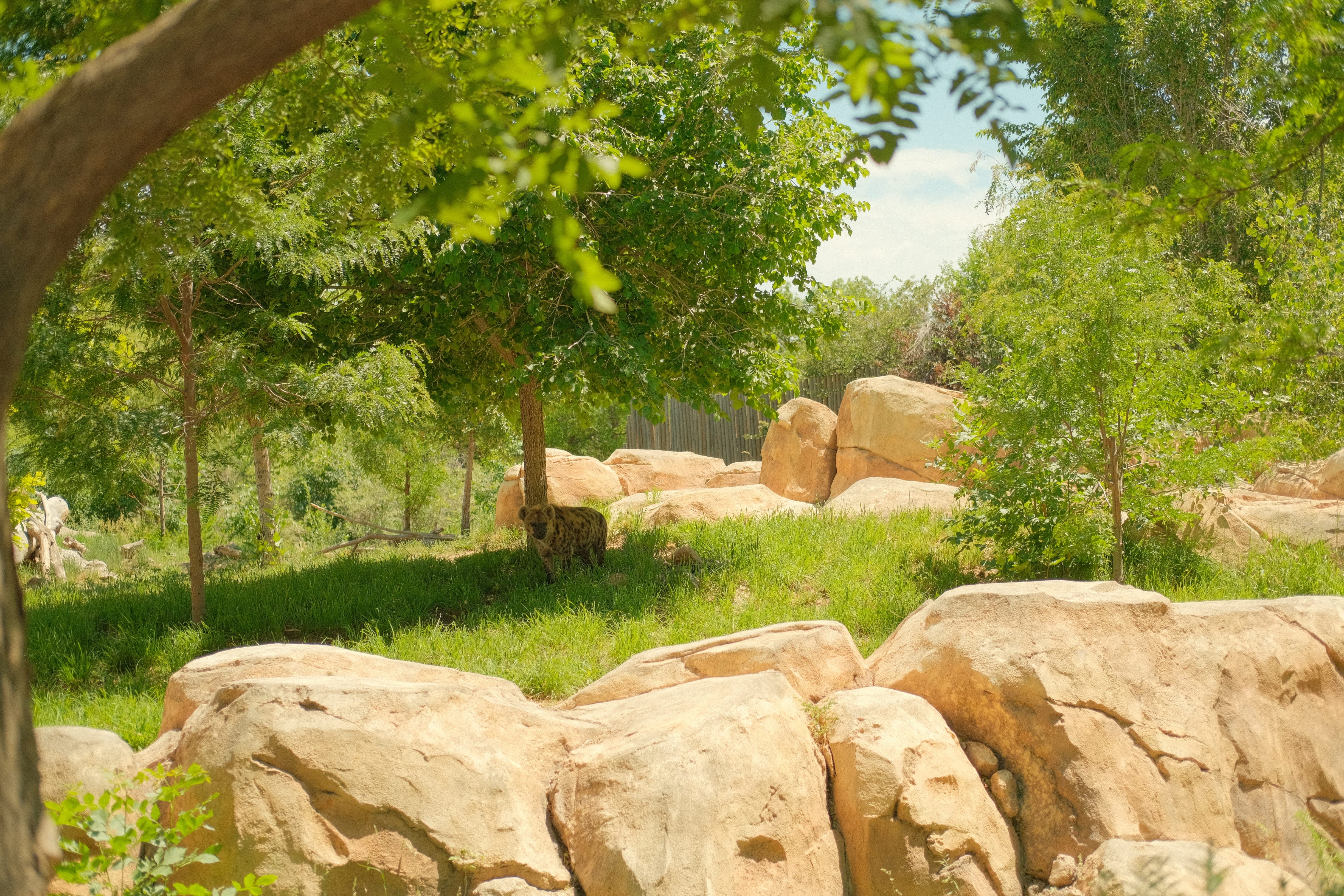 A lush, green forest with large, rocky boulders scattered throughout the foreground, creating a serene and natural landscape. A hyena walks within the shade of the trees in the background.