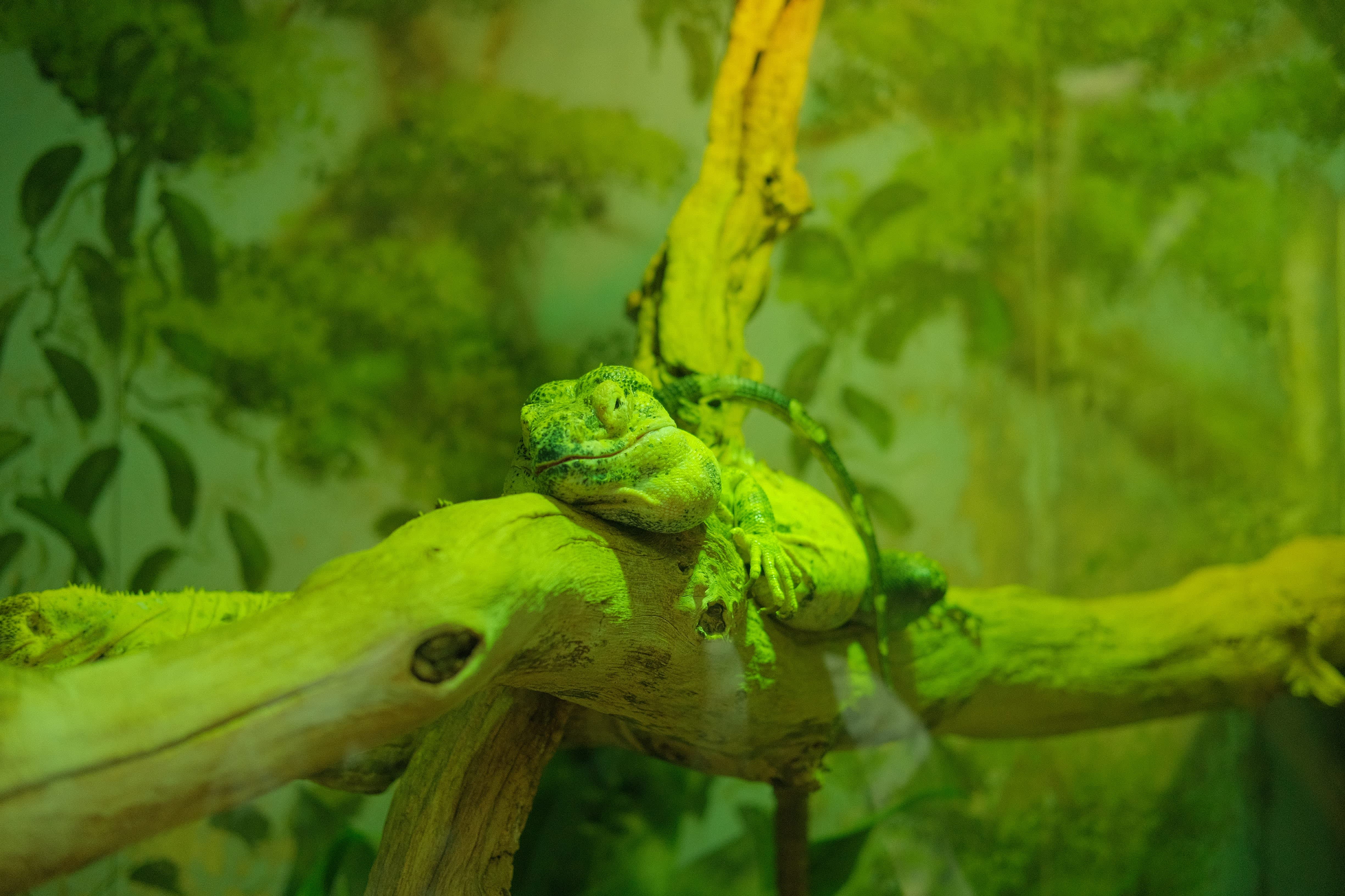 A vibrant green lizard clings to a branch amidst the lush, verdant foliage in the background.