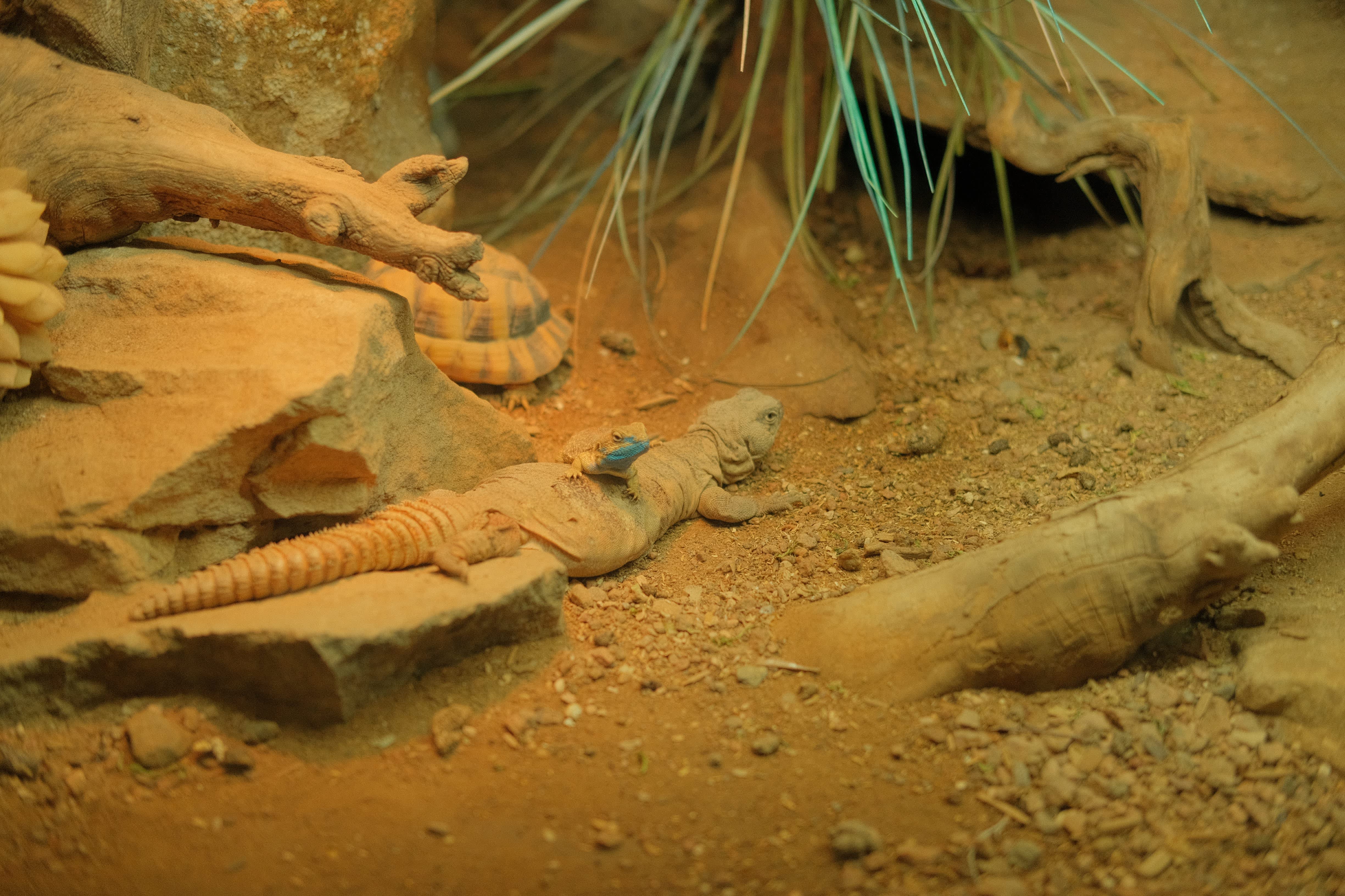 A close-up view of a desert landscape, with various rocks, sand, vegetation, and a turtle visible in the background. A sand-colored lizard is in the foreground.