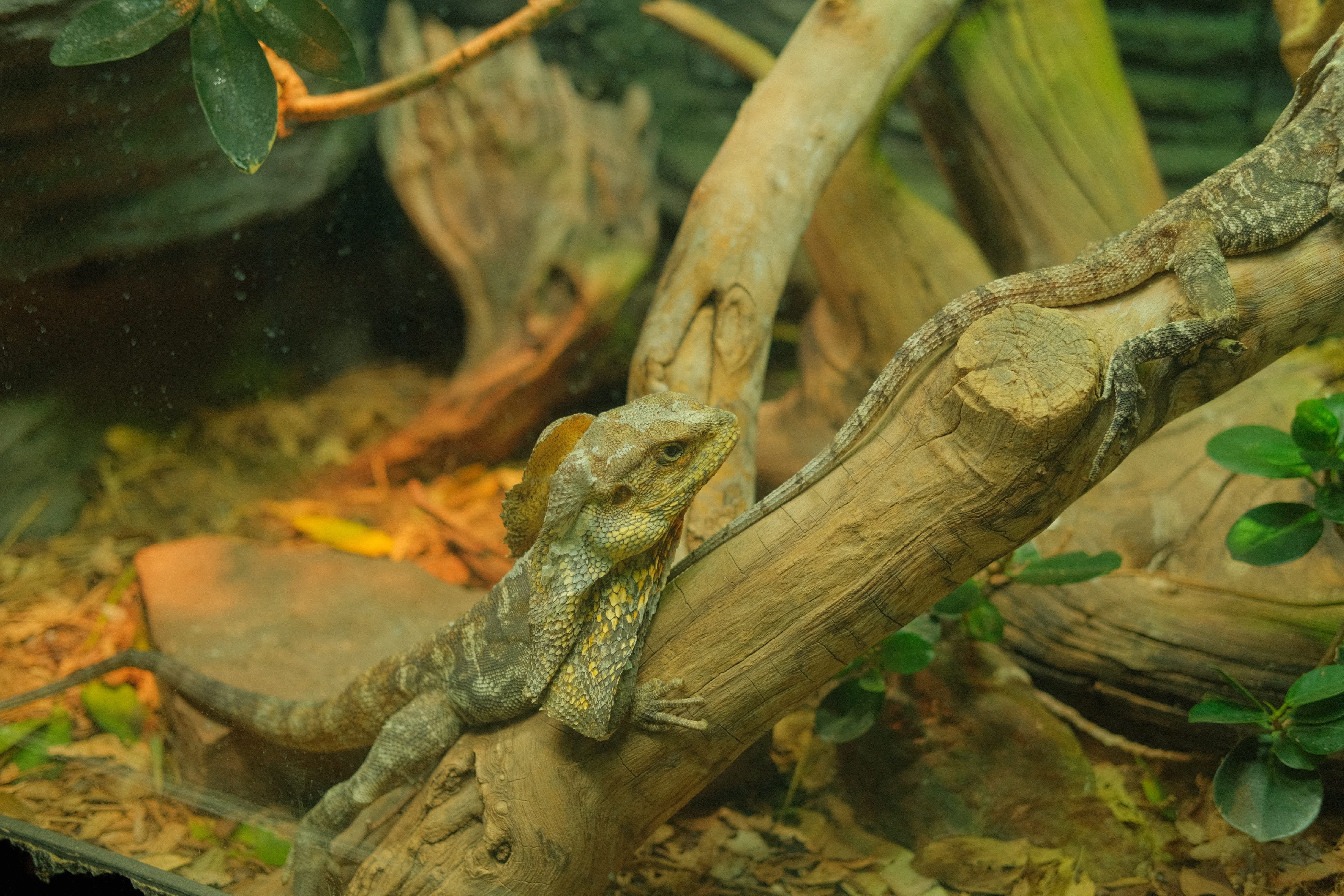 A small green lizard clings to a weathered wooden branch, surrounded by lush foliage and a natural, earthy environment.