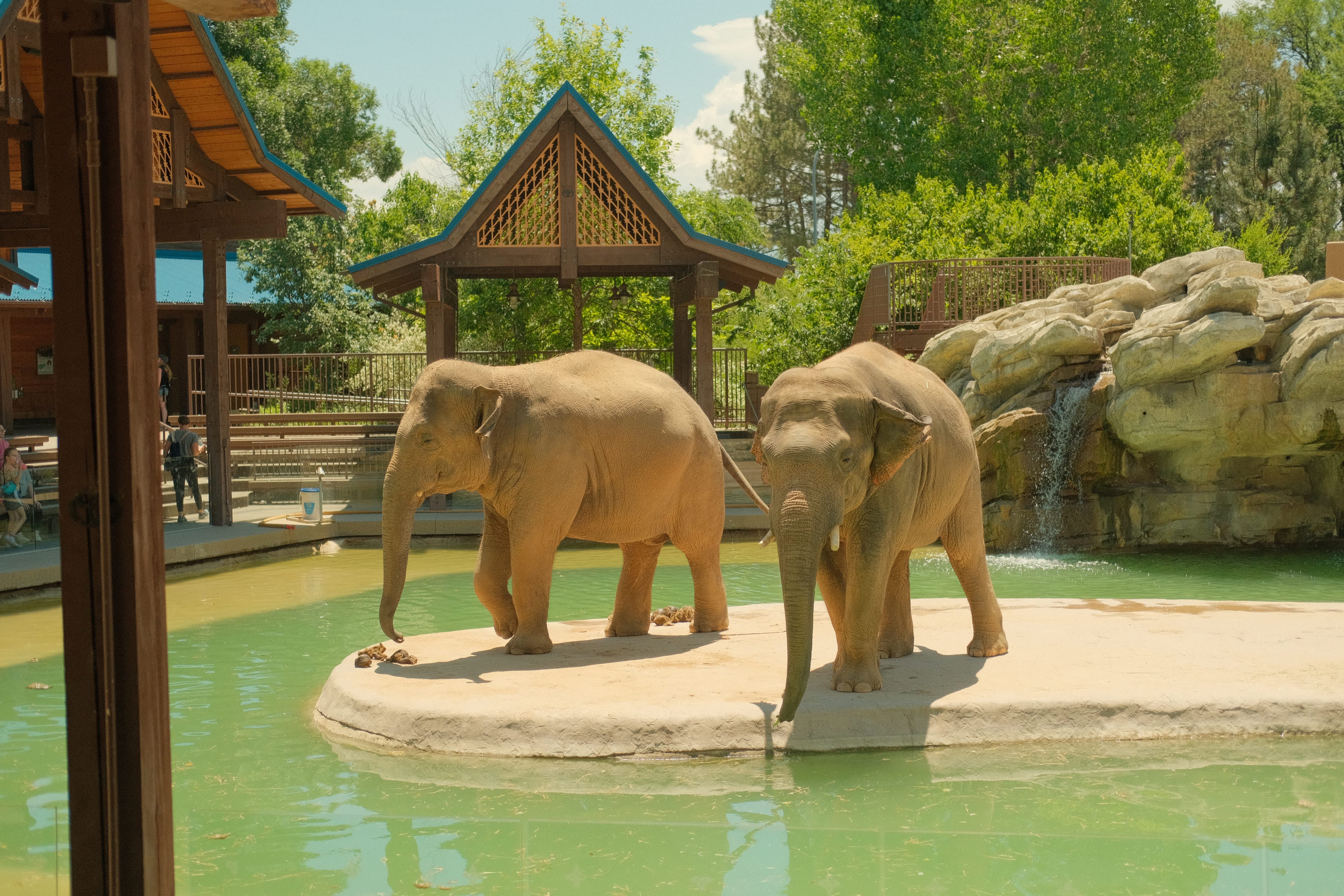 The image depicts a group of elephants standing in a shallow pool of water, surrounded by a lush, green environment with a wooden structure in the background.