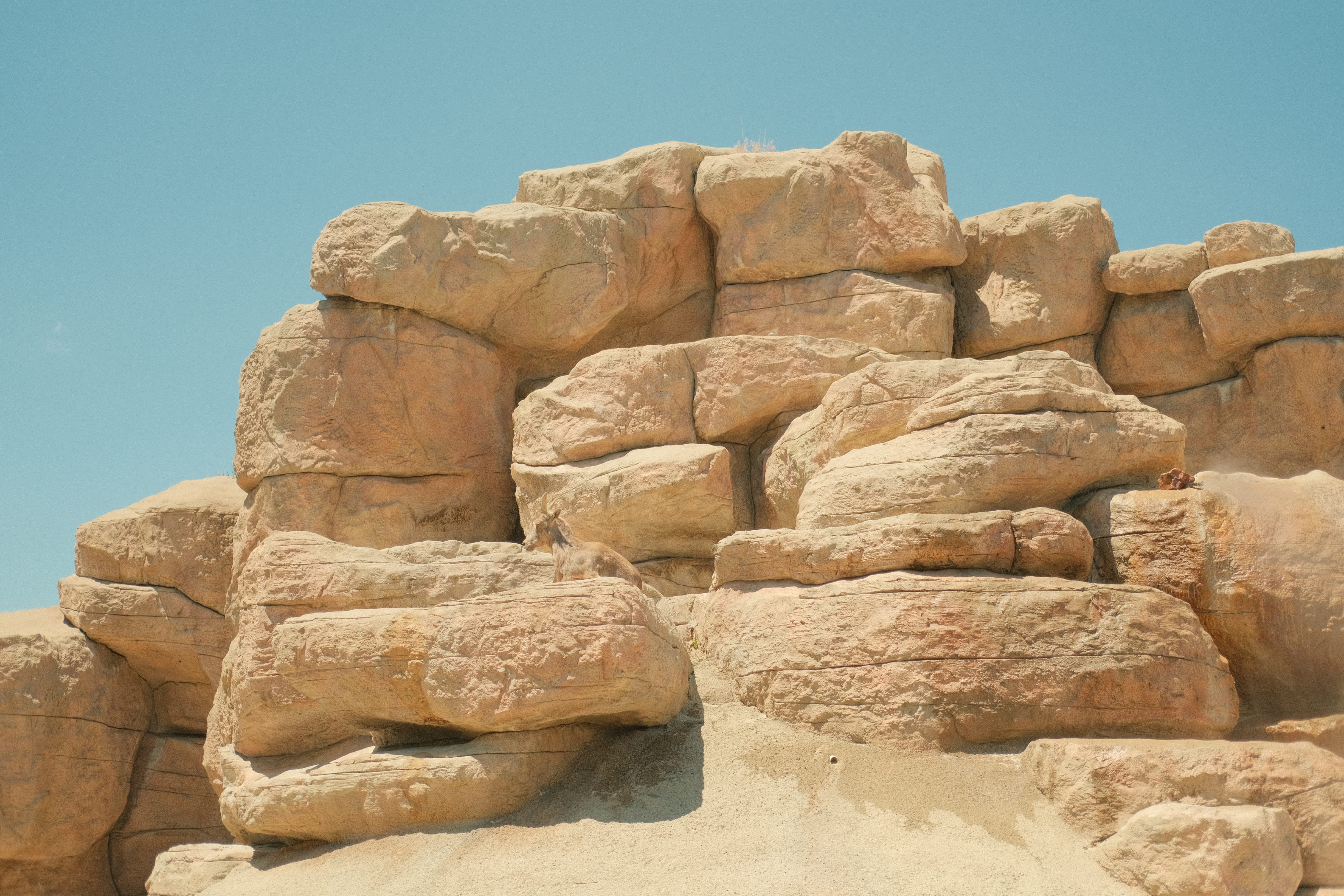 A pile of large, irregularly shaped sandstone boulders stands against a clear blue sky in the background. A mountain goat sits within the rocks blending in with the view.