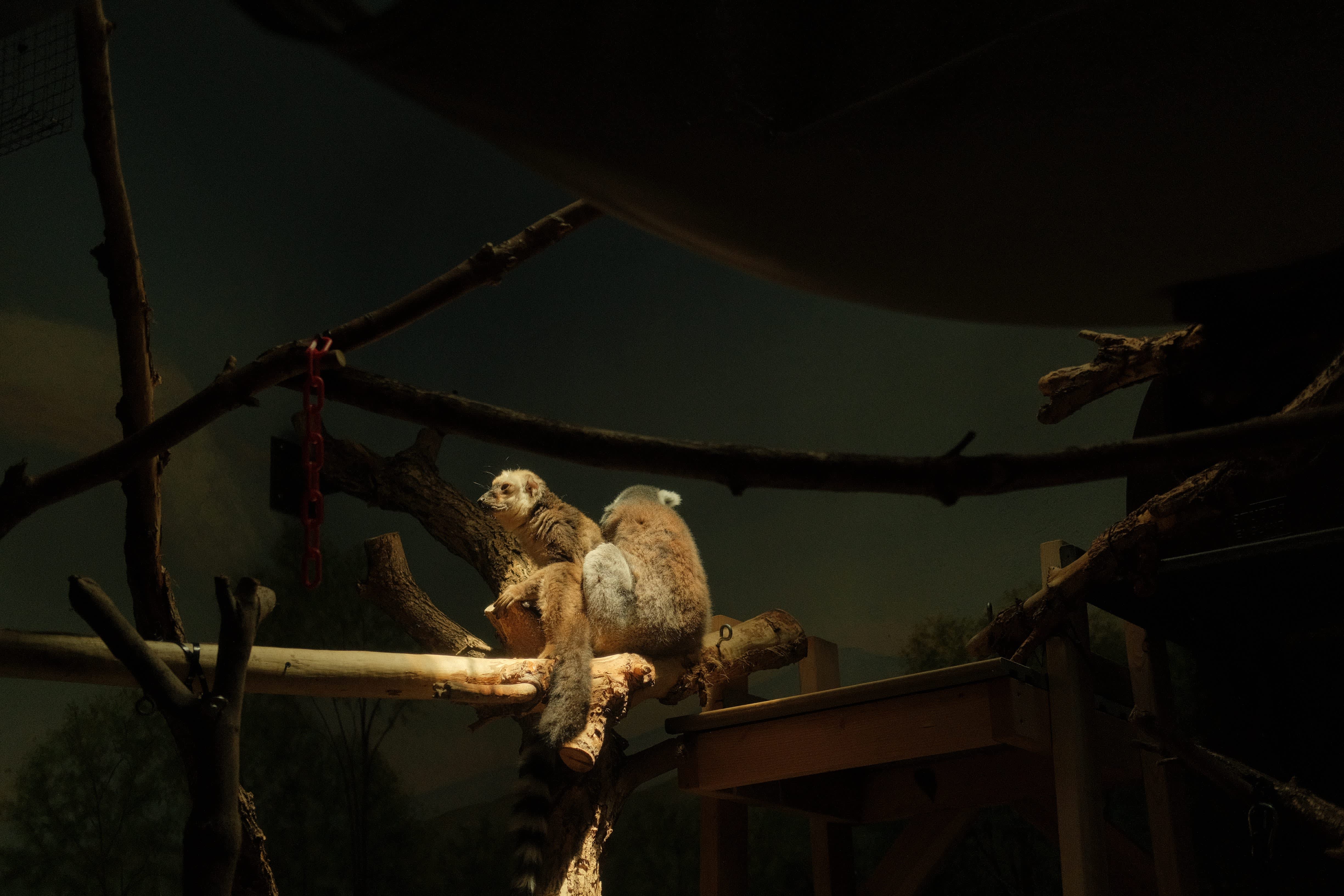 A group of meerkats perched on a wooden structure, surrounded by a dark, shadowy environment.